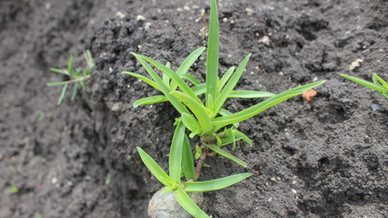  plants alone on the ground