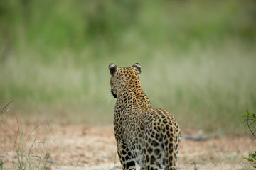 A female leopard hunting in the tall grass of africa