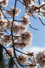 almond flowers blue  sky spring  season buds bees