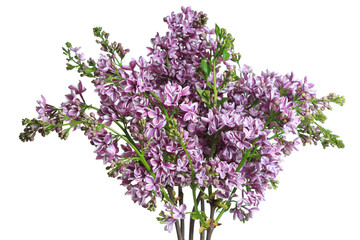 Lilac bouquet isolated on white background.