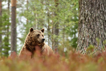 Naklejka premium male brown bear in the autumn forest