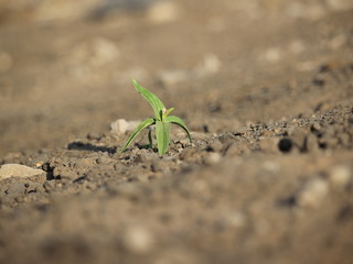  plants alone on the ground