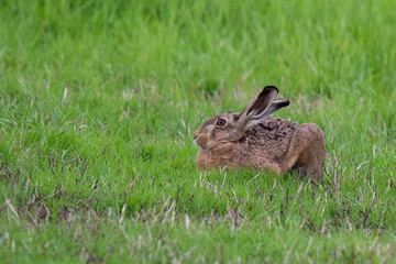 Feldhase (Lepus europaeus) (1)