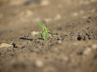  plants alone on the ground