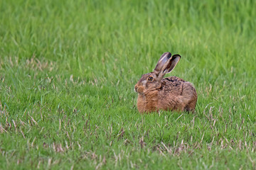 Feldhase (Lepus europaeus) (1)