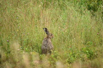 Feldhase (Lepus europaeus)