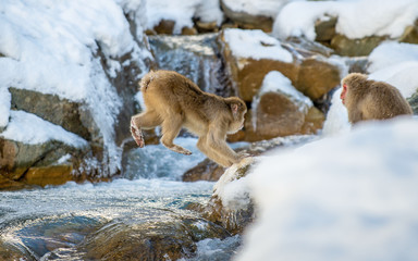 Japanese macaque jumping. The Japanese macaque,  Scientific name: Macaca fuscata, also known as the snow monkey. Natural habitat, winter season.