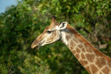 Giraffe portrait 