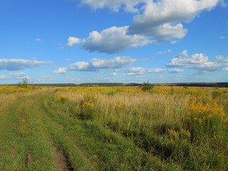 Landscape with summer blooming  field, road and blue sky