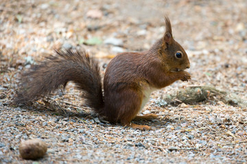 Naklejka na ściany i meble Ein Eichhörnchen sitzt fressend auf dem Waldboden in der Seitenansicht