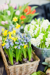 Bouquet of yellow daffodils and blue grape hyacinth