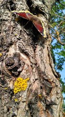 butterfly on the bark of a tree large nlan