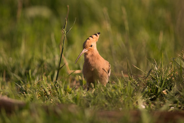 Ein Wiedehopf frontal auf einer Wiese bei der Futtersuche
