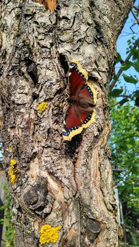 butterfly on the bark of a tree large nlan