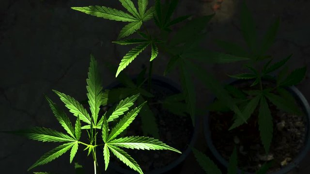 cannabis on a Black background