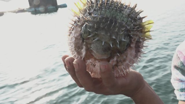 Black blotched porcupinefish,4K video. Close up of cute inflate porcupinefish laying in fisherman hand  with sharp spines .