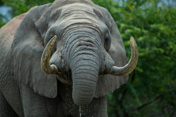 Obraz premium Large elephant bull drinking water, playing in the mud and standing in the open.