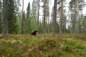 Brown bear in forest landscape. Wide-angle view of brown bear in forest.