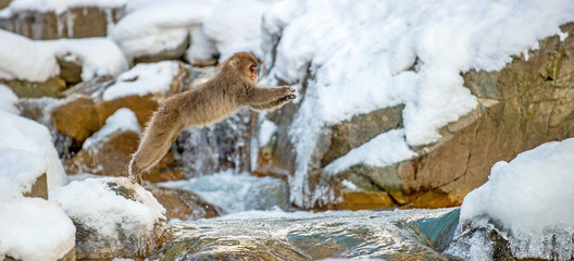 Japanese macaque jumping. The Japanese macaque,  Scientific name: Macaca fuscata, also known as the snow monkey. Natural habitat, winter season.