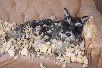 Naughty bad schnauzer puppy dog lies on a couch that she has just destroyed. 