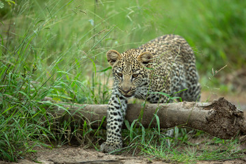 Leopard cub gingerly moving about and drinking water