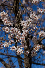 almond flowers blue  sky spring  season buds bees