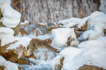 Japanese macaque jumping. The Japanese macaque,  Scientific name: Macaca fuscata, also known as the snow monkey. Natural habitat, winter season.