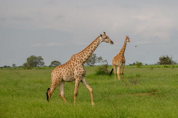 Obraz premium Wild giraffes in african savannah. Tanzania. National park Serengeti