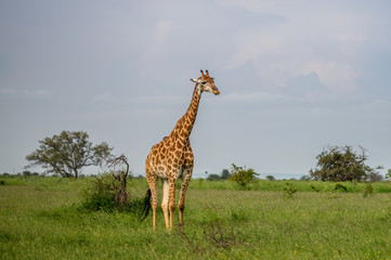 Wild giraffes in african savannah. Tanzania. National park Serengeti