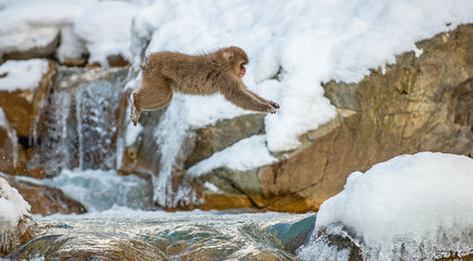 Japanese macaque jumping. The Japanese macaque,  Scientific name: Macaca fuscata, also known as the snow monkey. Natural habitat, winter season.