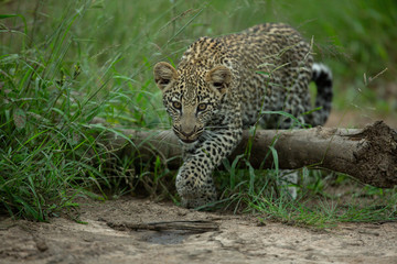 Leopard cub gingerly moving about and drinking water