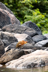 Bare-throated tiger heron in Surinam