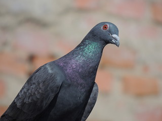 Pigeon