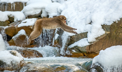 Japanese macaque jumping. The Japanese macaque,  Scientific name: Macaca fuscata, also known as the snow monkey. Natural habitat, winter season.