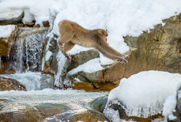 Japanese macaque jumping. The Japanese macaque,  Scientific name: Macaca fuscata, also known as the snow monkey. Natural habitat, winter season.