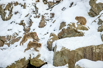 apanese macaques. The Japanese macaque,  Scientific name: Macaca fuscata, also known as the snow monkey. Natural habitat, winter season.