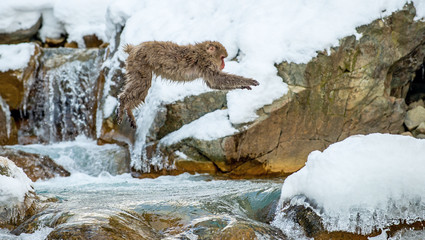 Japanese macaque jumping. The Japanese macaque,  Scientific name: Macaca fuscata, also known as the snow monkey. Natural habitat, winter season.