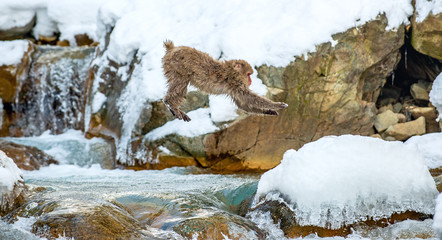 Japanese macaque jumping. The Japanese macaque,  Scientific name: Macaca fuscata, also known as the snow monkey. Natural habitat, winter season.