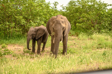 Wild african elephant close up, Botswana, Africa