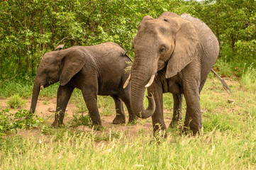 Naklejka na ściany i meble Wild african elephant close up, Botswana, Africa