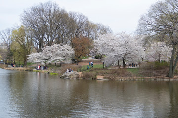Fototapeta na wymiar New York City, Central Park, lac