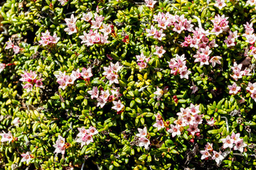 Fototapeta premium Natural background with Alpine azalea (Kalmia procumbens). Kamchatka Peninsula, Russia