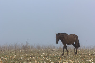 horses in the fog