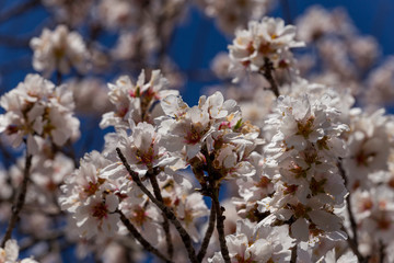 almond flowers blue  sky spring  season buds bees