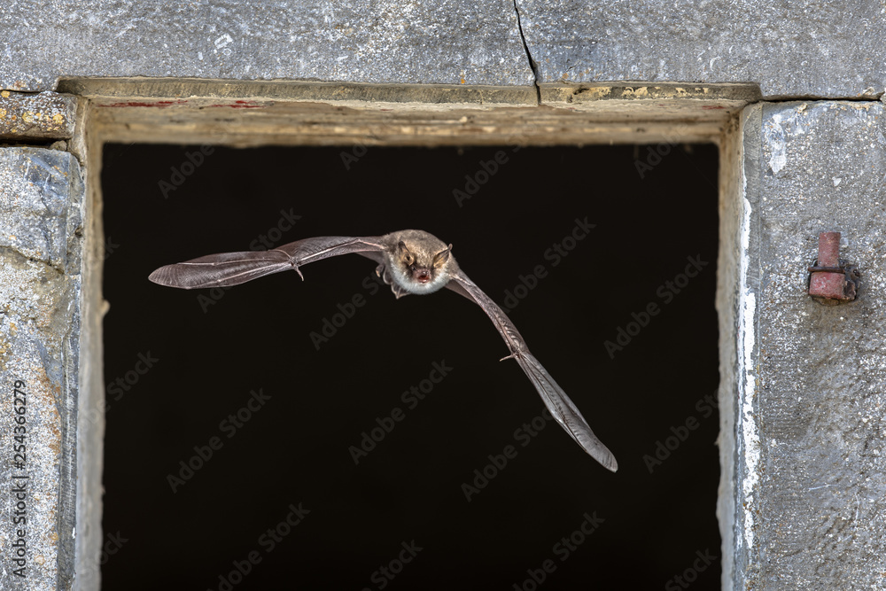 Wall mural natterers bat flying through window