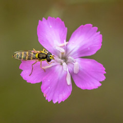Maiden pink flower with hoverfly