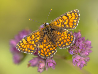 Meadow fritillary butterfly