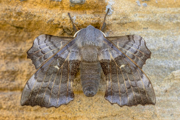 Poplar hawk moth butterfly