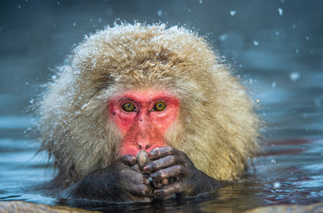 The Japanese macaque at Jigokudani hotsprings. Japanese macaque,Scientific name: Macaca fuscata, also known as the snow monkey.
