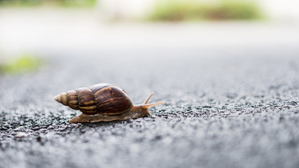 Snail clutching on the ground
